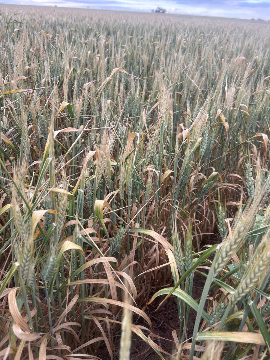 sprayoperator's tweet image. Can A1 help determine the frosted heads to help predict yield? #wheat24 #frost ⁦@theGRDC⁩ ⁦@gooden_heidi⁩