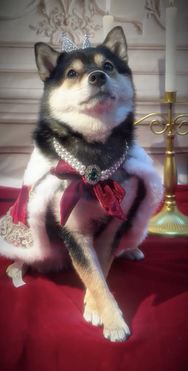 manyuthedog's tweet image. so now we bullpost Manyu until Manyuillions😇