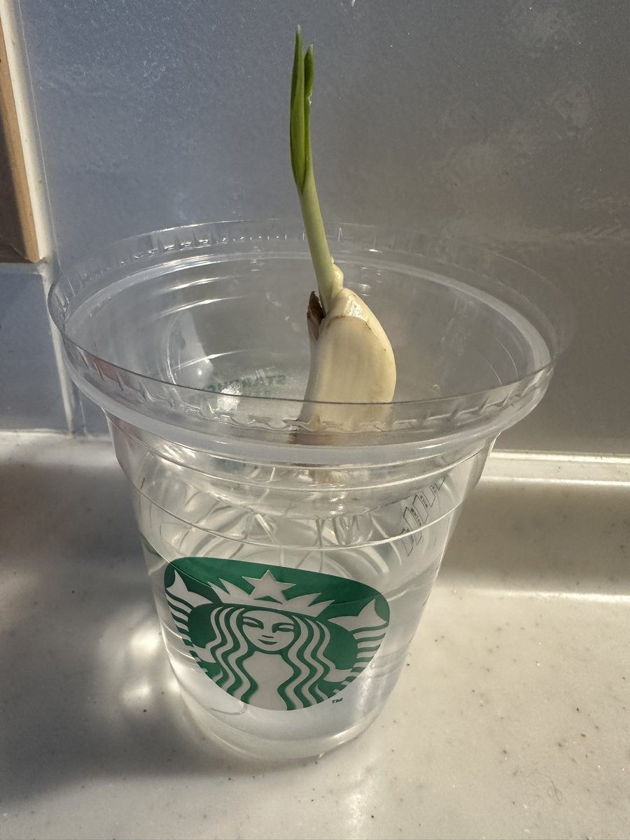 4日目のスプラウトにんにく🧄
めっちゃ伸びてる！
#スプラウトニンニク #にんにく #水耕栽培