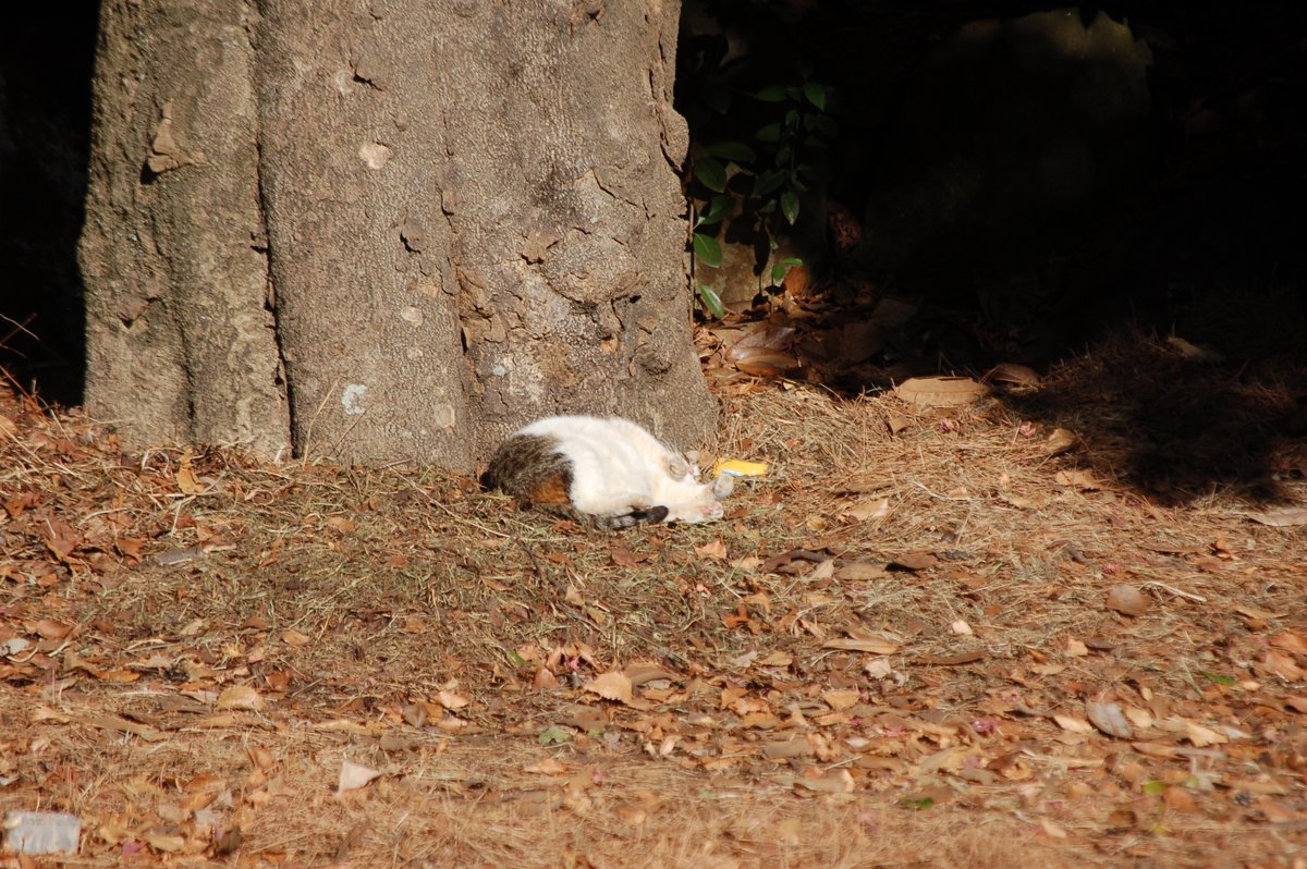 #寫眞倶楽部 #photography #ファインダー越しの私の世界