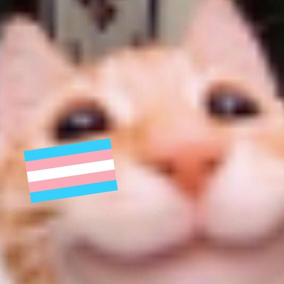 Eleanor 🇵🇸🏳️‍⚧️ 🇸🇪 ☭ tweet media