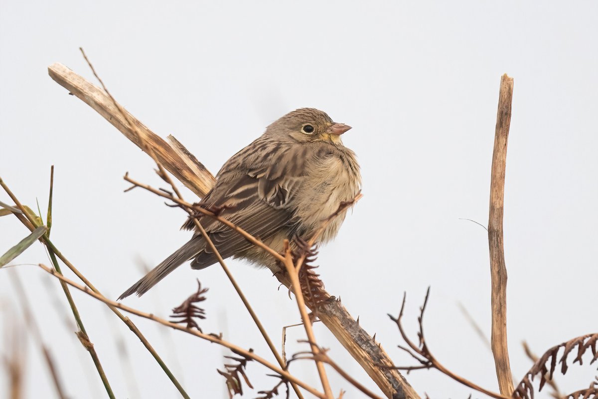 Finding an ortolan on Penninis within an hour of getting off the boat on 4th was pretty special and I caught up with it or another with <a href="/matthewjhall95/">Matt Hall</a> and <a href="/OscarDewhurst/">Oscar Dewhurst</a> at the Airfield on 7th @scillybirds