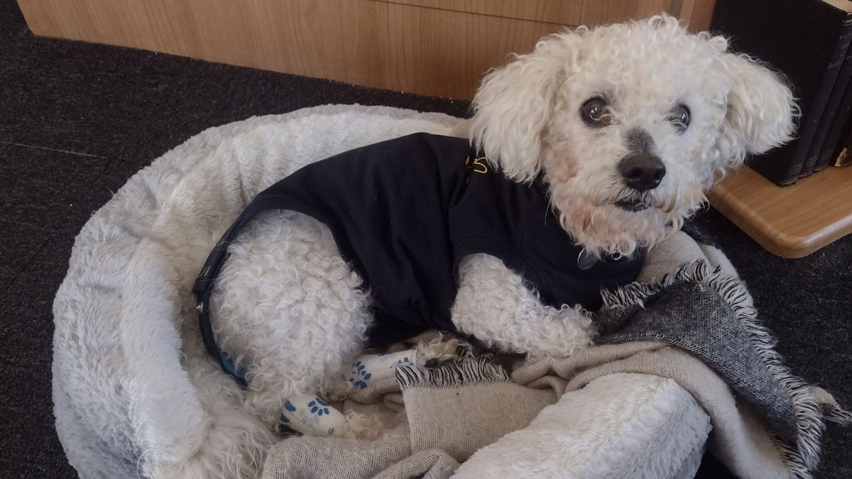 My dog’s paw was getting swollen from a bandage too tightly wrapped at the vet’s office. They were closed so I loosened it myself. It’s worrying sometimes, not knowing what you should and shouldn’t do on your own. Get instructions from your #veterinarian before leaving.