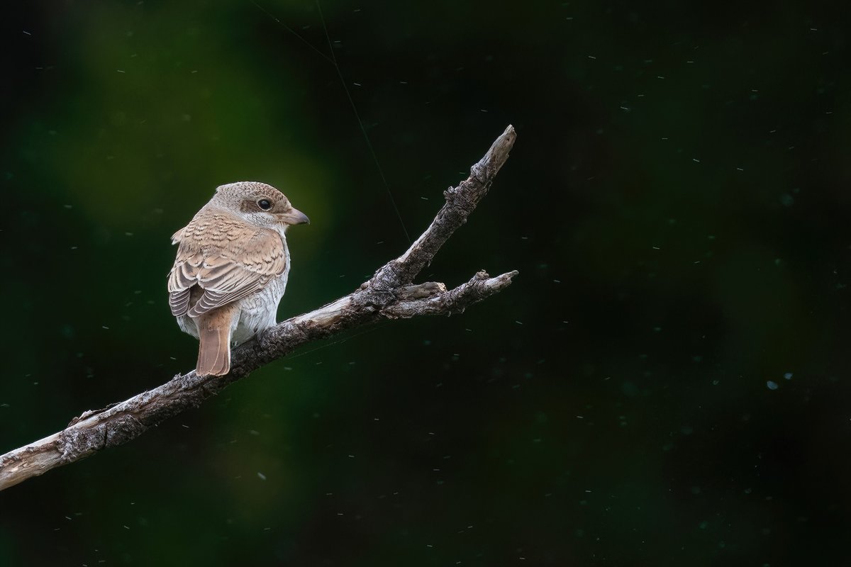 The red-backed shrike at the Standing Stones field, St. Mary's showed best for me on 4th but was present throughout @scillybirds