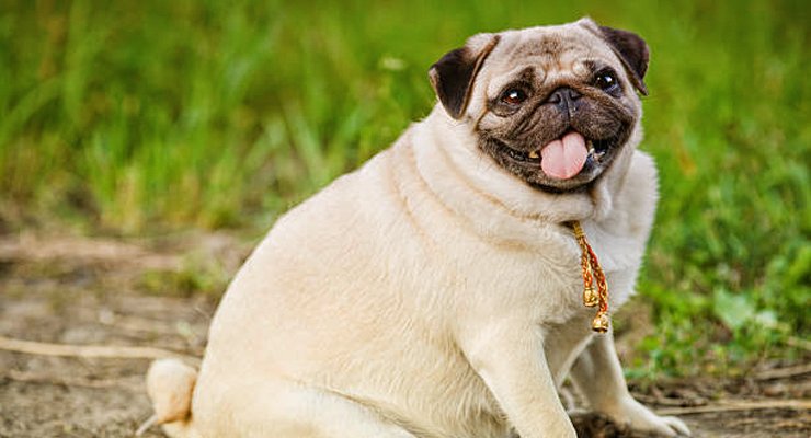 Undoubtedly, The Best Day Ever!

HAPPY NATIONAL PUG DAY!