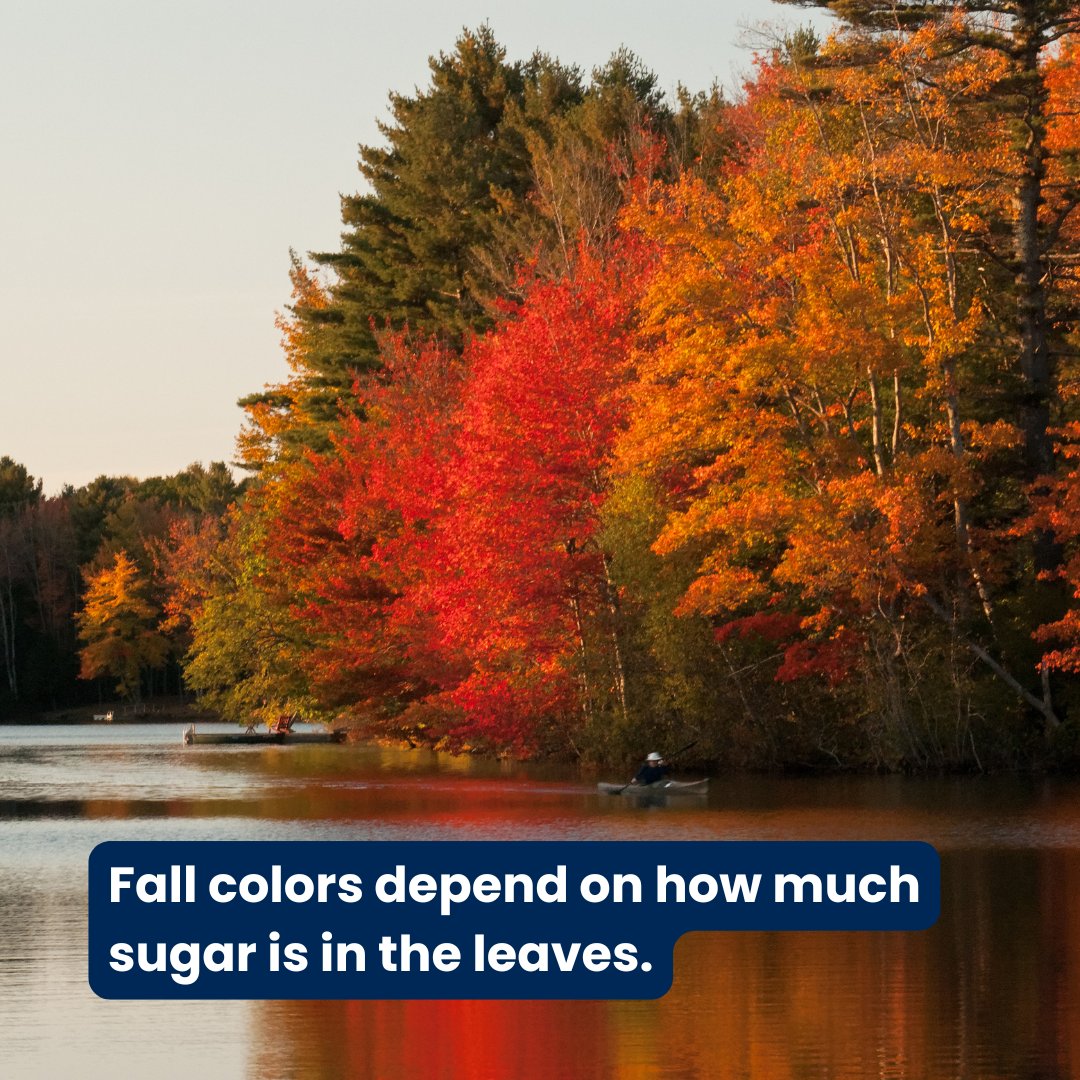 Weather_INS's tweet image. Ever wondered why leaves turn so red and purple in the fall? &apos;Anthocyanins&apos; pigment is produced when sugars are trapped in the leaves. More sunlight or dry weather intensifies this red blaze. But if freezing occurs, it stops the process of making red pigments. 🍁 #weatherfact