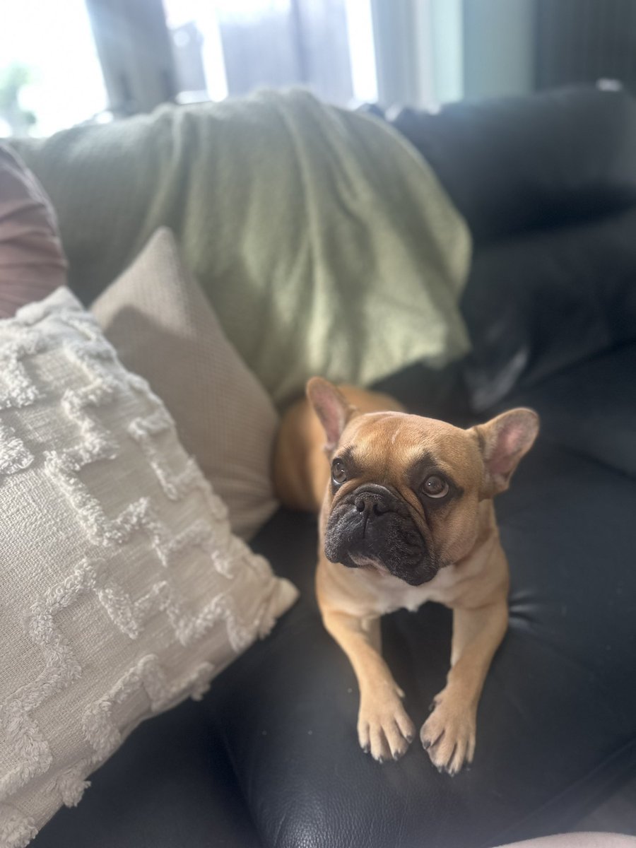 alexeverett_'s tweet photo. Appreciation for my fur baby🥺☁️ https://t.co/hXcgbIvsSc