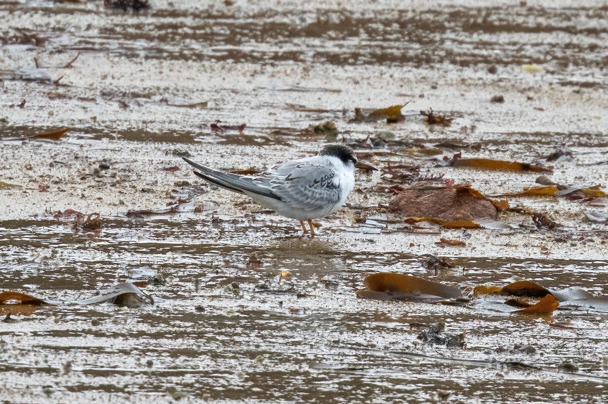 The juv. little tern that was touring the bays in the south of St. Mary's was probably the rarest bird I saw in the context of Scilly - also on 6th @scillybirds