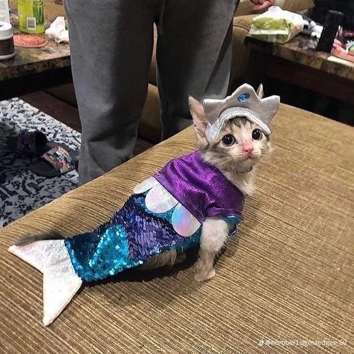 PunchingCat's tweet photo. meowmaid https://t.co/35E4X6Z4ye