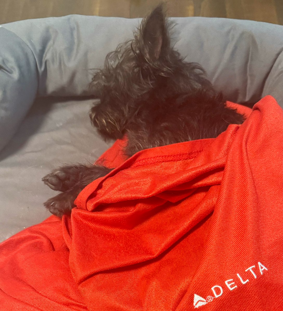 Always save your <a href="/Delta/">Delta</a> blankets to bring home. Perfect for future puppy snuggles ❤️ 🐾