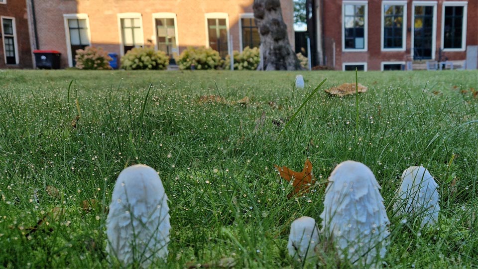 Fryske Akademy tweet media