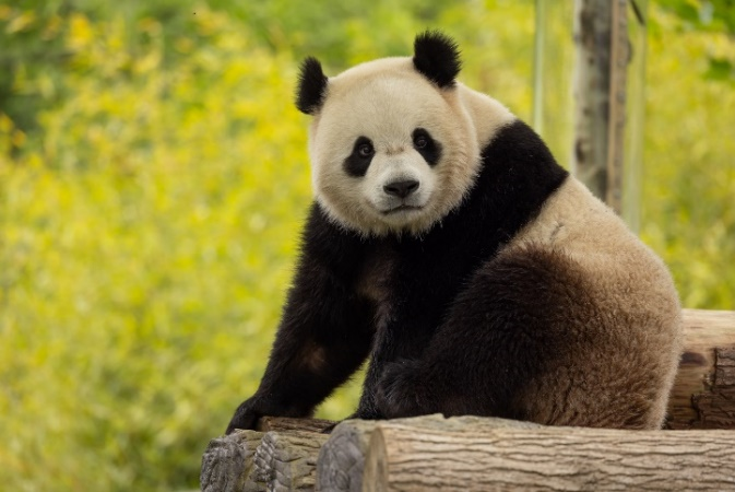 susantran's tweet photo. #PandaUpdate: You'll be able to see Bao Li and Qing Bao at @NationalZoo Jan. 24, 2025!!! #DC 
@RandiBonTV &amp; @DaveLeval will have all the details on @DCNewsNow! 🐼🐼 https://t.co/MMj6NPYrsM