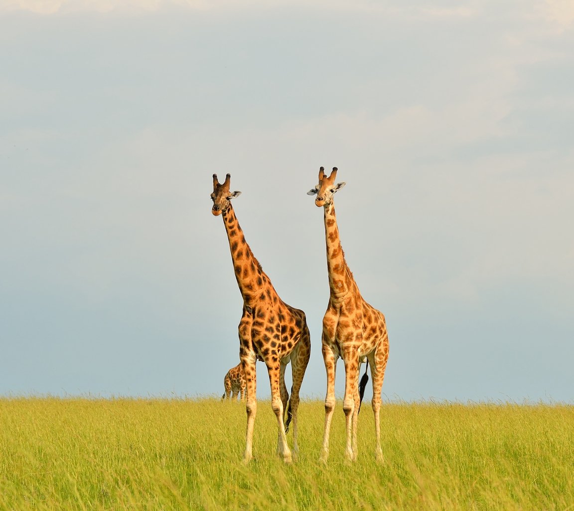Looking for a budget-friendly way to explore Africa? Our customized safari packages offer unforgettable experiences without breaking the bank. Let us guide your journey.
booking@timugrandafricasafaris.com 
#TravelGoals #AdventureAwaits #BudgetTravel #SafariAdventure #ExploreAfric