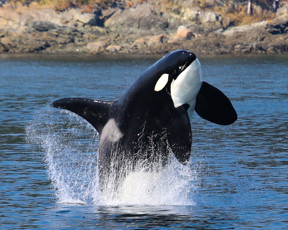 A few days ago we shared a gorgeous eyepatch shot of T49A3 "Nat". Well, here's the rest of him! 🤩

📷: Trevor Derie, Outer Island Excursions