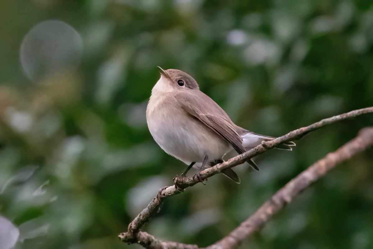 Also on 7th the only red-breasted flycatcher of the trip at Sandy Lane/Holy Vale (in very dark/high ISO conditions). This bird disappeared later to be replaced by 5+ pied, 6+ spotted fly and 2 YBW during a very entertaining last hour of the day @scillybirds