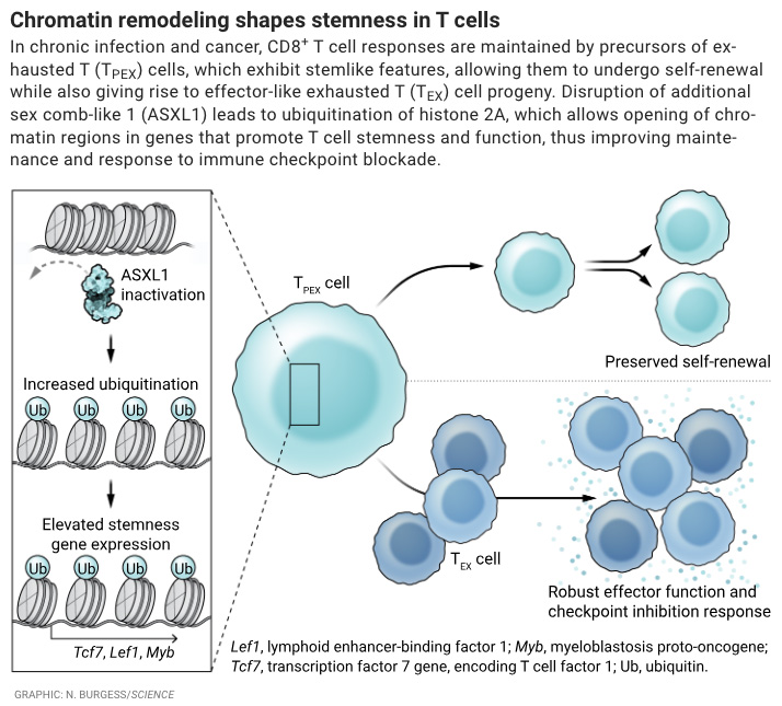 In a new Science study, researchers undertook a reverse-translation approach to investigate the molecular mechanisms regulating the durability of #Tcell responsiveness to checkpoint blockade immunotherapy.

📃: bit.ly/4dQ5TJ9
#SciencePerspective: bit.ly/4dITlTD
