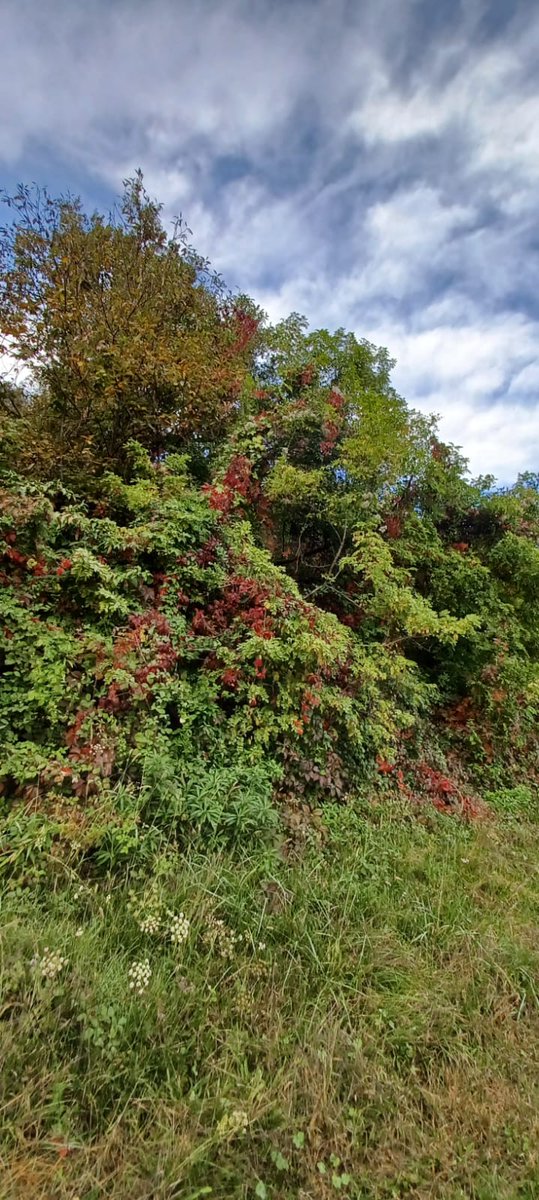 RobydiIvrea's tweet photo. #15ottobre autunno https://t.co/Su95WCSFe2