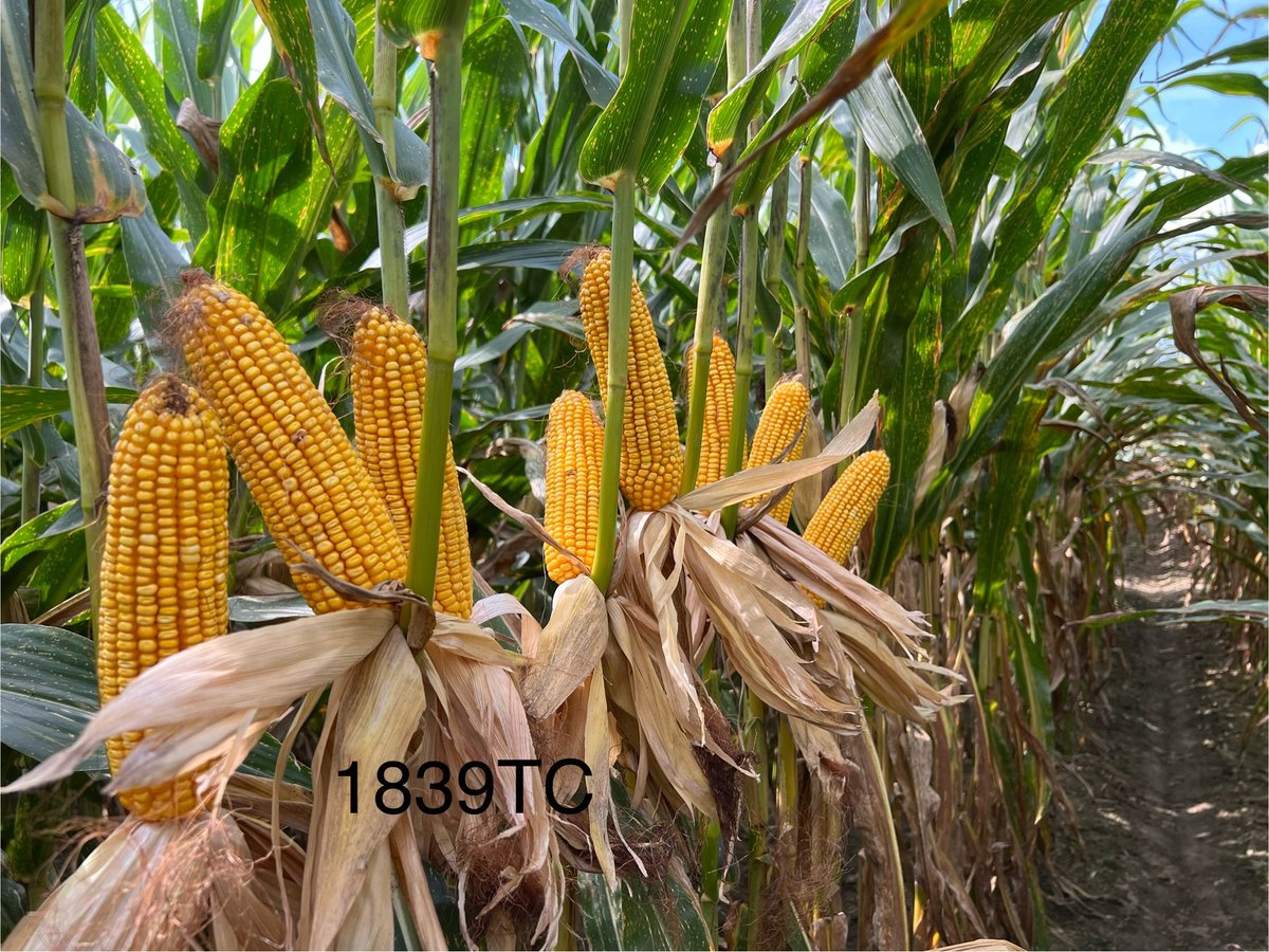 Revere Seed tweet media