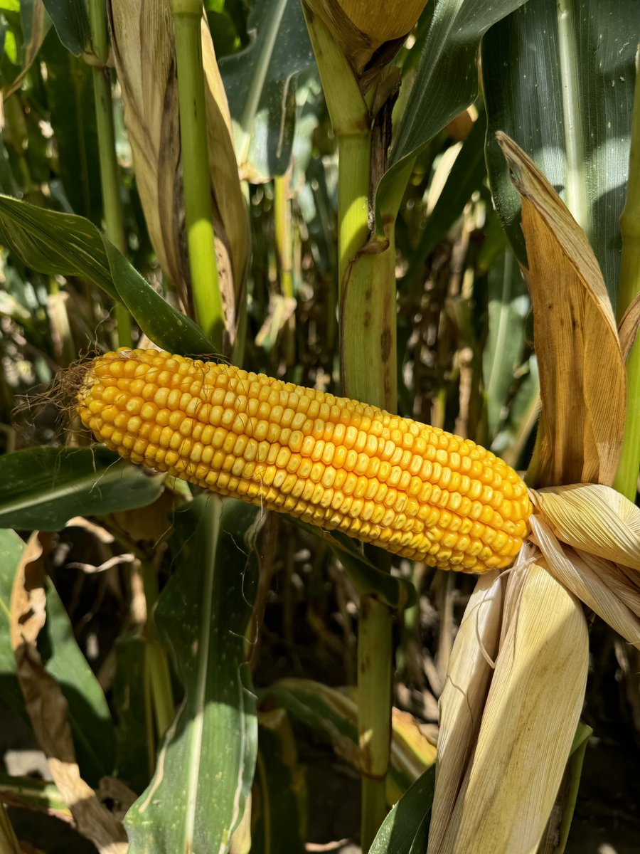 Revere Seed tweet media