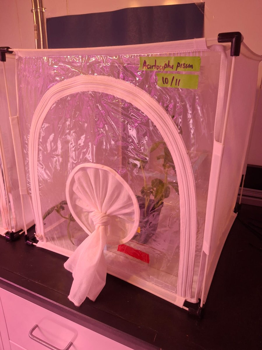 Great students and excellent progress! Insect colonies are ready  🪲🌱. Follow their outstanding work on the effects of heat waves on thermal tolerance and feeding behavior! Stay updated through our website! (mitzyporras.com) #NewPI <a href="/SFStateGradstdy/">SFSU Grad Studies</a> <a href="/SFSU/">SF State</a> @SFStateBio