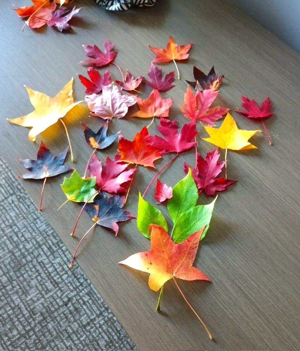 This palette of autumn is wild, bright brittle. Each colour a fleeting gasp before the quiet settles in.

 #autumn #leaves #red #gold #pink #brown #peach #orange #fadinggreen #black #NewJersey #musician #singer #songwriter #Krosswindz