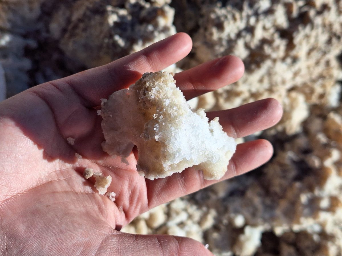 ocuc_cl's tweet image. 🌱 El equipo OCUC junto a @UAntofagasta, estuvo en terreno en la región de Atacama, recolectando datos sobre salares y lagunas altoandinas para un estudio liderado por la Dra. @CristinaDorador. Nuestro objetivo: crear una red protegida de salares en Chile. 🌍🦩
#InvestigaciónUC