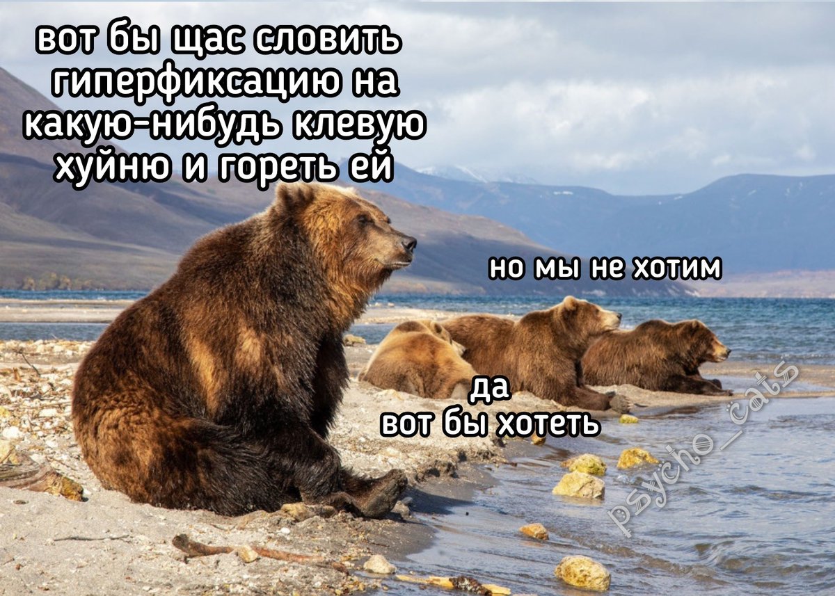 психокоты (@psycho__cats) on Twitter photo 