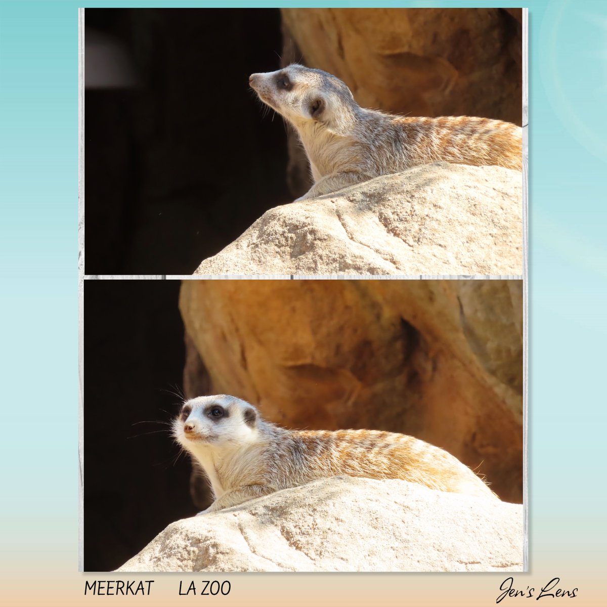 Out and About.... Walking in LA! <a href="/DescansoGardens/">Descanso Gardens</a>  <a href="/LAZoo/">Los Angeles Zoo</a>  <a href="/BurbankRdkings/">Burbank Road Kings</a>  #carshow #weekends .. Weekends are 4 fun! #photography  #photographylovers 📸📷 Enjoying the Great Outdoors!