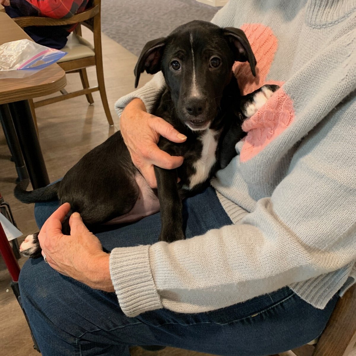 "Rain" had a great time today at Season's Retirement Community in Welland today!
<a href="/SeasonsRC/">Seasons Retirement Communities</a>