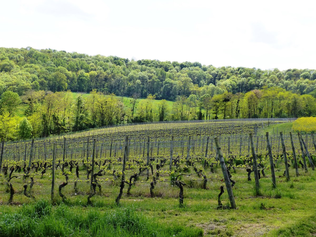BLE_Lorraine's tweet photo. L’Europe valide l’IGP Lorraine pour les vins effervescents lorrains
Après le feu vert hexagonal, la Commission Européenne a dernièrement validé l’inscription de l’Indication Géographique Protégée (IGP) #Lorraine pour les vins effervescents lorrains.
https://t.co/pC8PccNNEh https://t.co/aaIxrd1GaO