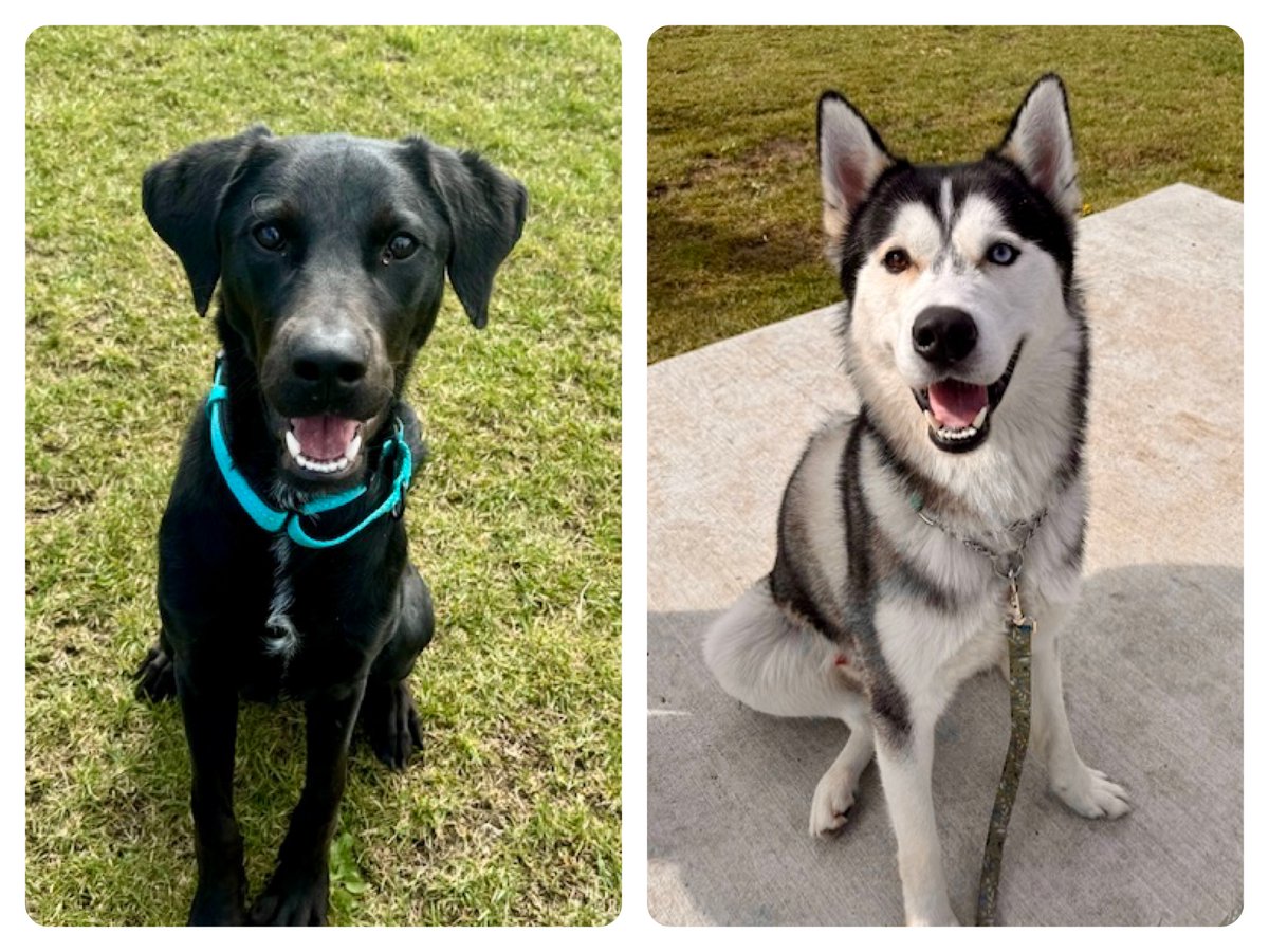 Shelter Pet Project: Keri Ferguson visits the Peterborough Humane Society to meet two canines waiting for their forever homes.

MORE: 
globalnews.ca/video/10812812…