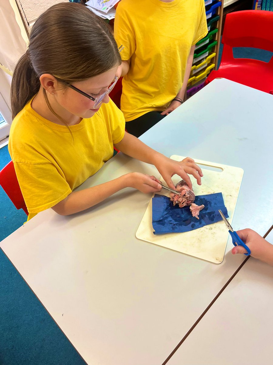 What a science workshop Year 6 had today. They showed off all they have learnt so far in their circulatory system topic before getting very hands on dissecting sheep’s hearts. #science