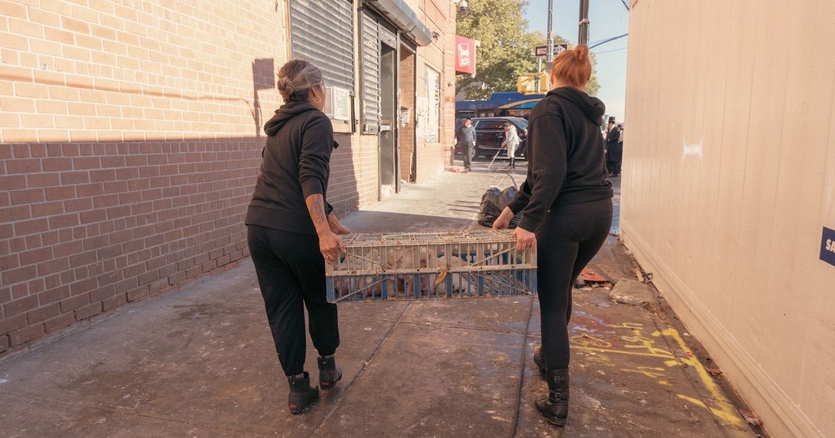 Incredible Kaporos Surrender and Rescue!
On Friday morning, after Kaporos slaughter had ceased at sunrise, the Official NYC Kaporos Rescue Team began their search through Brooklyn for any survivors. 
endchickensaskaporos.com/241015_incredi…