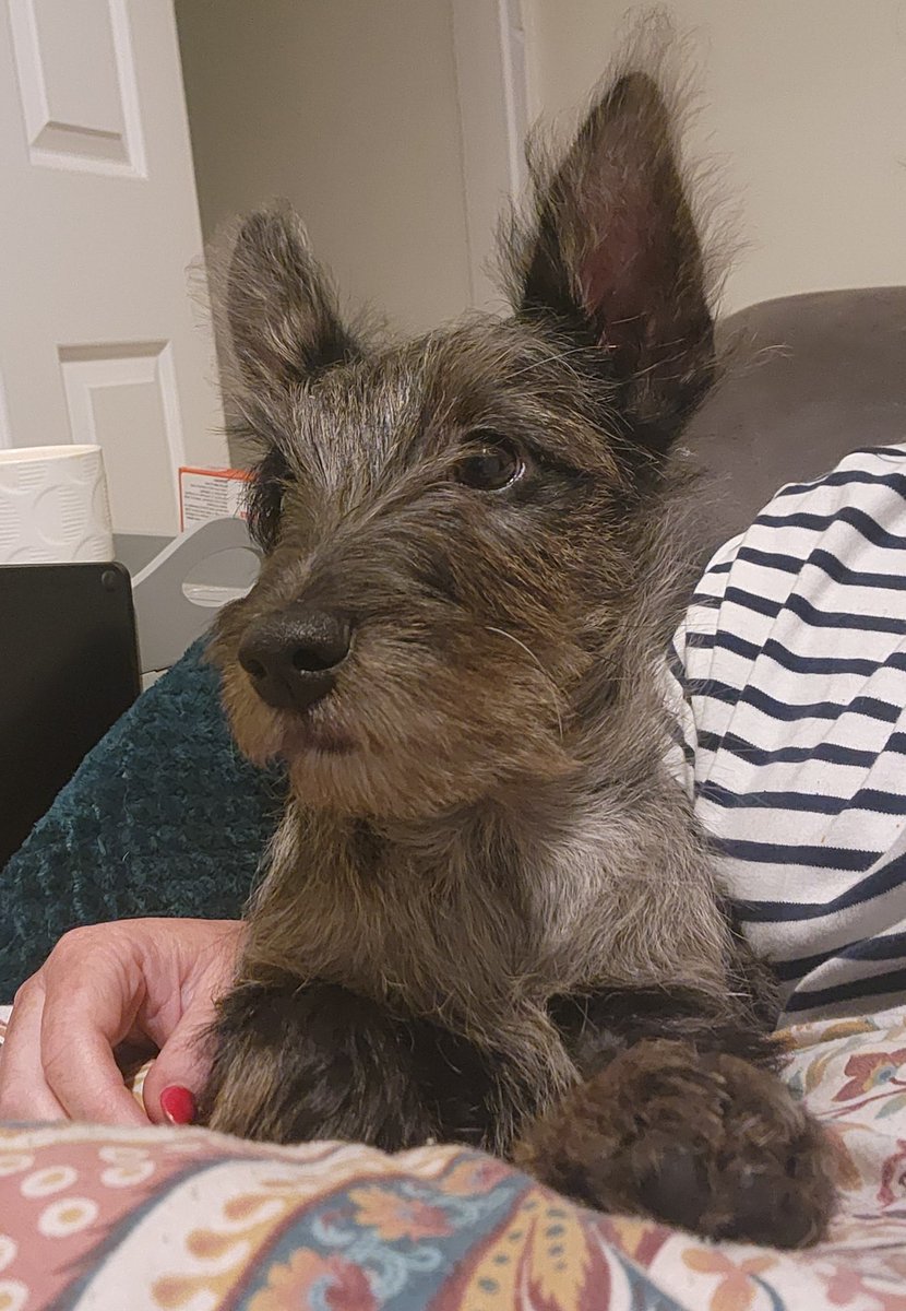 Have you ever seen a dog so bloody cute they don't look real?