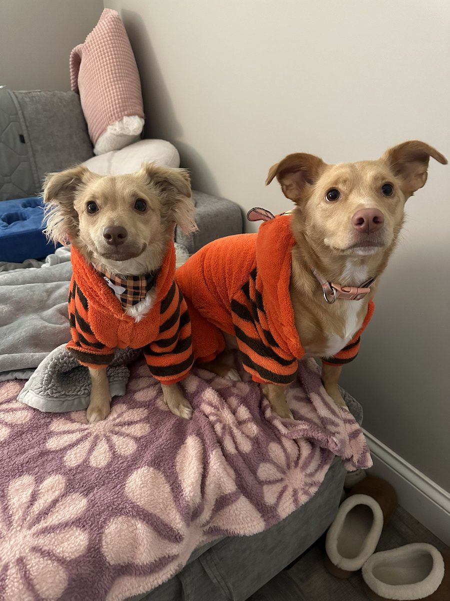 it’s officially pj weather for the pups! they were so excited to see me get their jammies out!