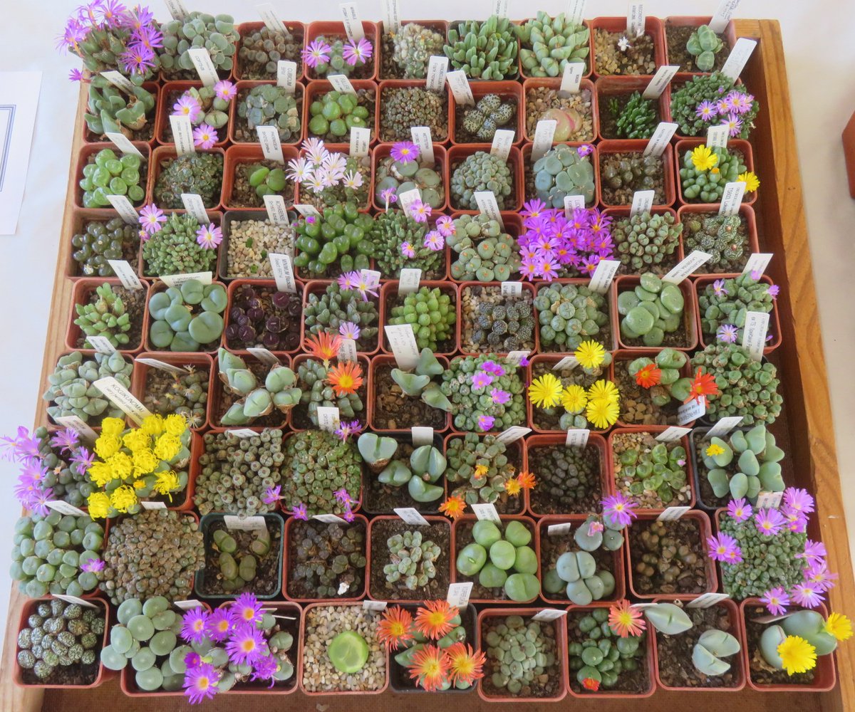 Khaph's tweet photo. More plants from the mesemb show in Manchester at the weekend - 81 Conophytums! #conophytum #mesembs #HouseplantHour #succulents https://t.co/6JYX1vkApQ