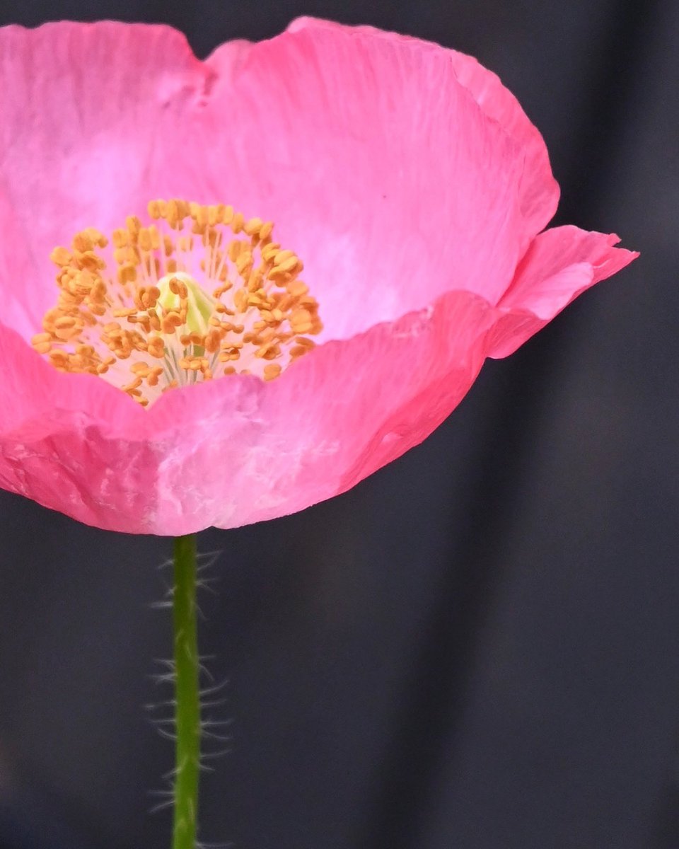 Pink poppy from my garden yesterday 💕💛 #flowerphotography #macro #flowers