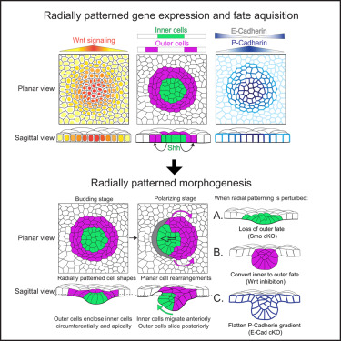 Rebecca Ann Jones (@rebannjones) on Twitter photo Proud to have contributed to this story from @lleybova and others, now out in <a href="/Dev_Cell/">Developmental Cell</a>! We show that hair follicle cell fates are radially patterned by Wnt and Shh gradients and that position and fate determine morphogenetic behavior. nam12.safelinks.protection.outlook.com/?url=https%3A%… Proud to have contributed to this story from @lleybova and others, now out in <a href="/Dev_Cell/">Developmental Cell</a>! We show that hair follicle cell fates are radially patterned by Wnt and Shh gradients and that position and fate determine morphogenetic behavior. nam12.safelinks.protection.outlook.com/?url=https%3A%…