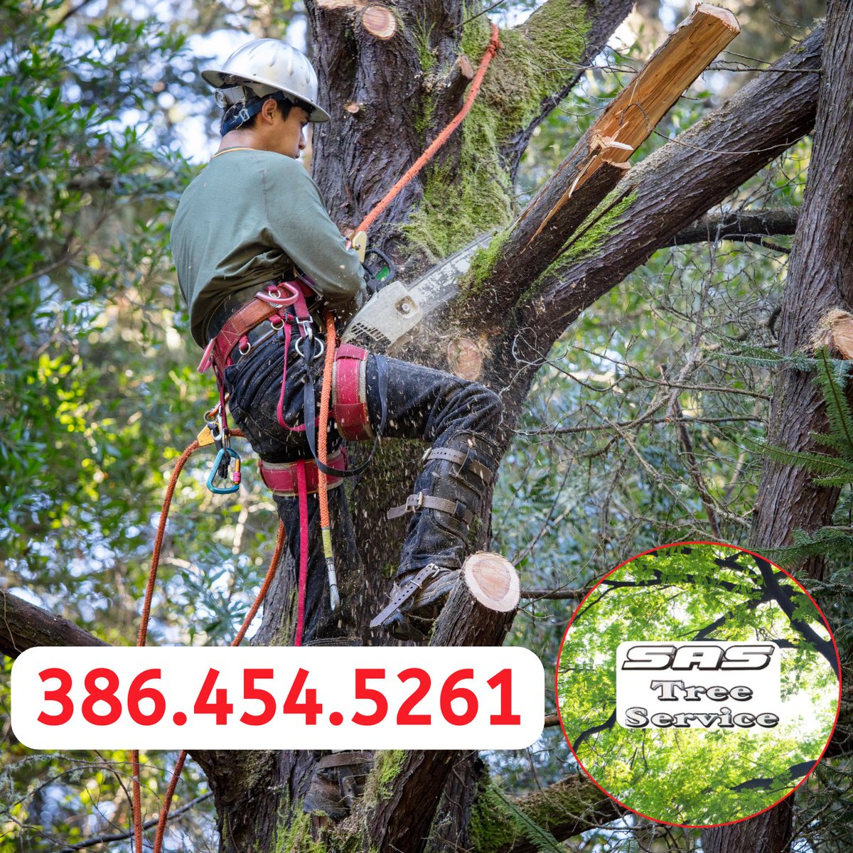 SAS Tree Service (@sas_tree) / Posts / X