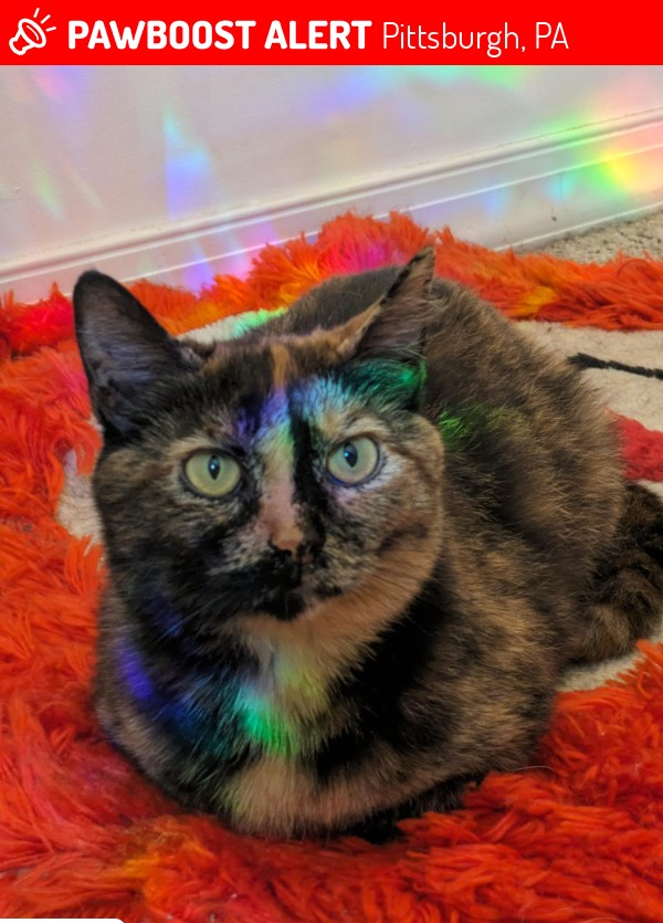 stephscip's tweet photo. Just got this in my email—Lost Cat Alert: Juji, a small tortie with big food dreams, has gone missing in Bloomfield! If spotted, approach with snacks—she's been known to negotiate for treats! 🐾 #FindJuji #WillWorkForFood Happy #TacoTuesday #pet #pets #cat #cats #dog #dogs #quotes #IFB #Tuesdaymotivations #TuesdayThoughts #Hedgewatch #CatsOfTwitter #DogLife #PetJoy Who Are the Cats in Your Neighborhood https://t.co/LF8wkLVNef 
https://t.co/wgs0Zpu8Fw Click link. Buy Now. I may receive a small commission.