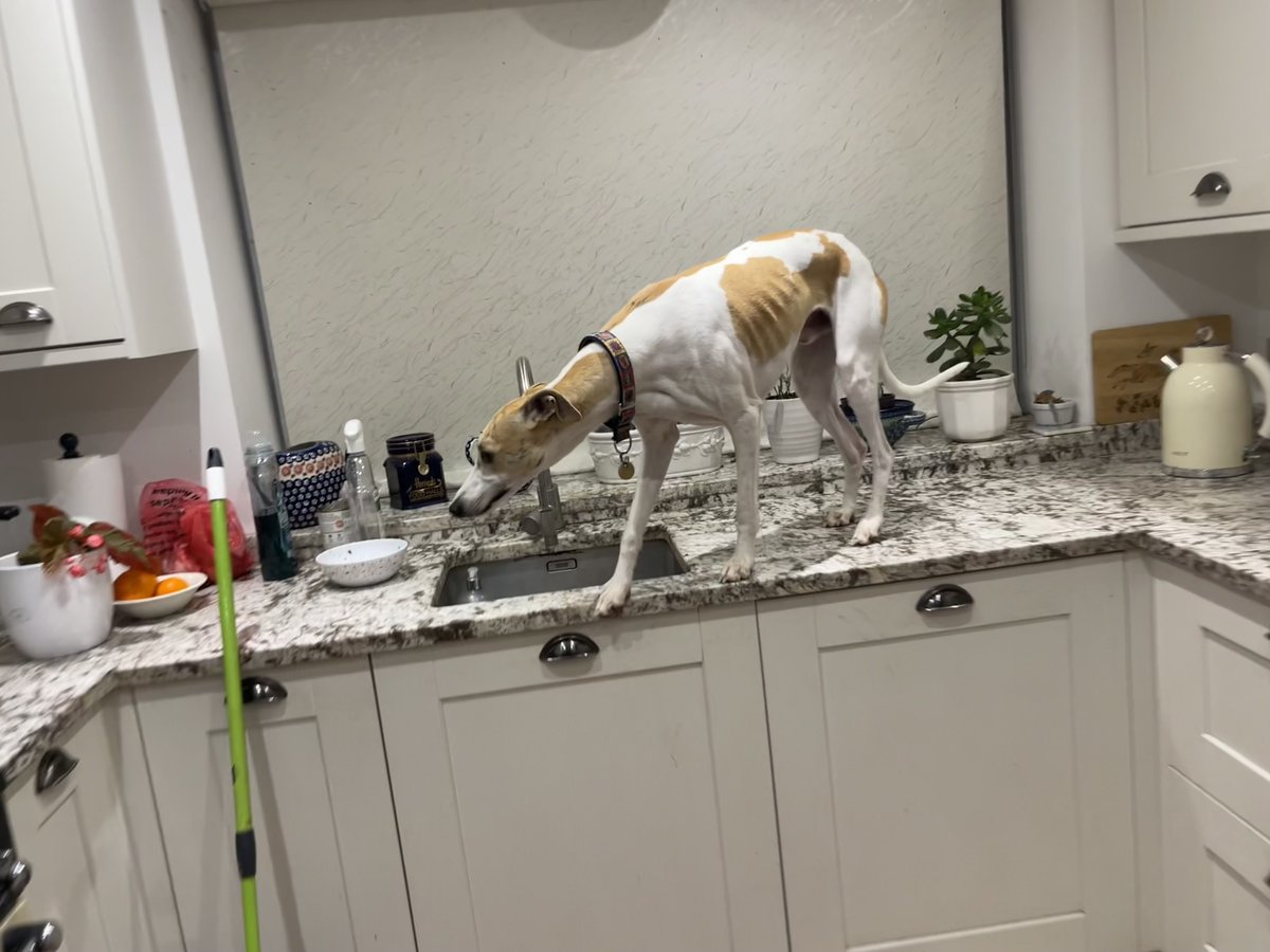 Kai 🌈& Co tweet media