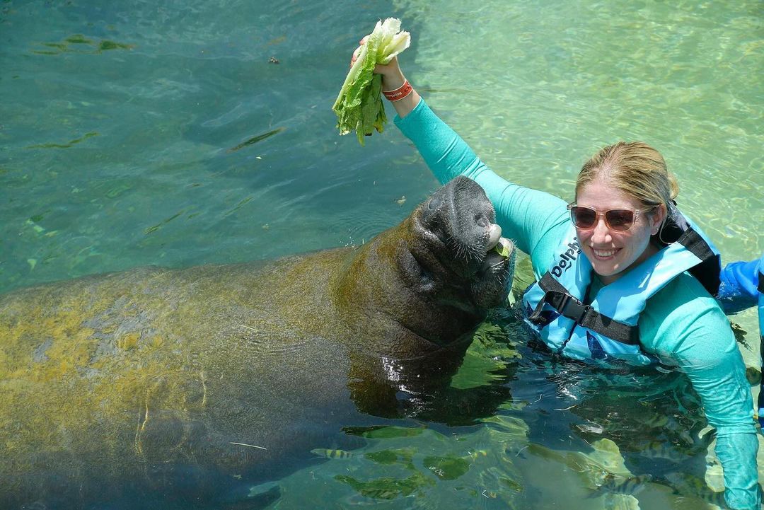 dolphindiscENG's tweet photo. 🥗🐋 Did you know manatees are herbivores? They can eat up to 50kg of fruit and veggies a day! Come meet these adorable Marine Mammals at Dolphin Discovery. #Manatees https://t.co/75yH8eOdxx
