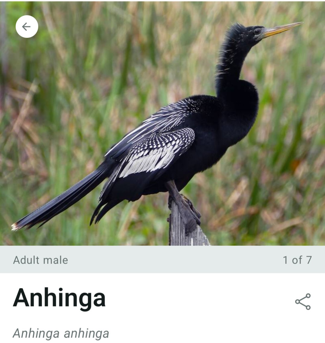 JohnMakesMixes's tweet photo. @stephenasmith who are you picking between these two birds I saw at Old Santee Canal Park yesterday? https://t.co/j2UepVLGwq