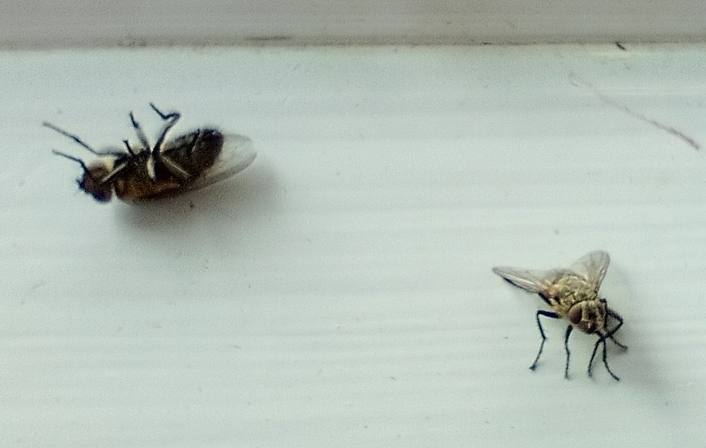 #FMSPAD 14/10 Wildlife: More like the opposite, I'm afraid: urban death. (I did see a squirrel in the last couple of days, too sprightly for my camera, but also a dead badger and a dead fox) #FMS_Wildlife