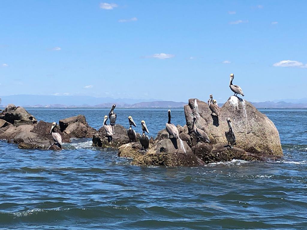 elperiodista_sv's tweet photo. #Portada|| ¡Vamos al Golfo de Fonseca con Dolphins Tour Ecoturismo, viví tu propia aventura! https://t.co/YQnlqPFIEg a través de @elperiodista_sv https://t.co/lvJ8aF0pr3