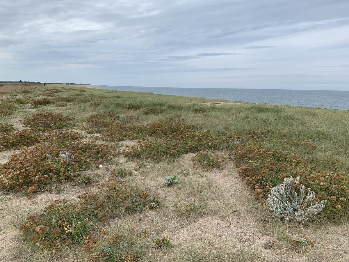 The ridiculously gorgeous Otanthus maritimus (Achillea maritima) Cottonweed in northern France today. Such as shame it’s been gone from GB shores for so long.. perhaps to return; we seem to have plenty of habitat for it
