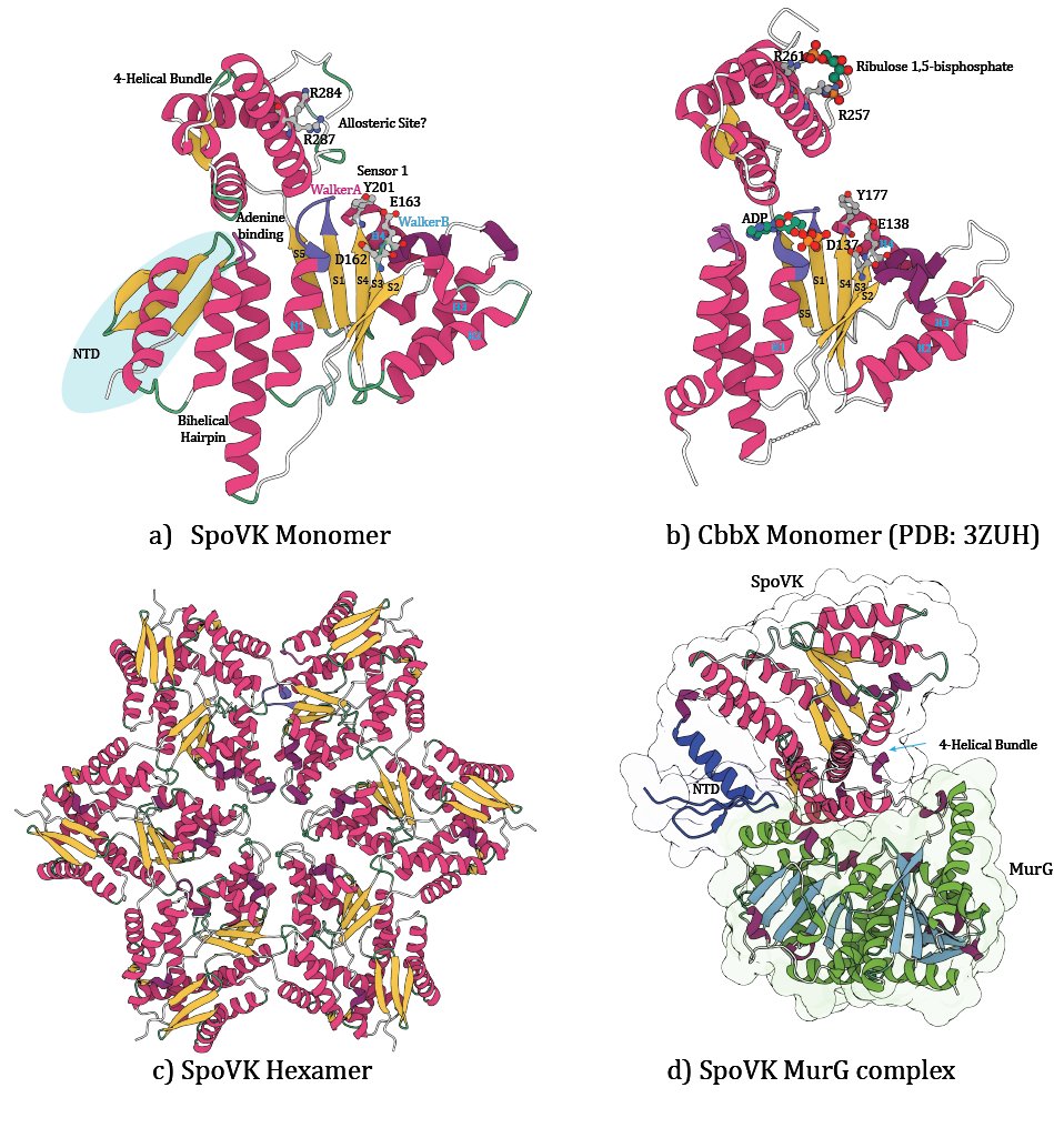 Aravind group (@jivarahasya) on Twitter photo A chaperone assists peptidoglycan synthesis during sporulation
Our new paper with the <a href="/RamamurthiLab/">Kumaran Ramamurthi</a> <a href="/ProteinVerse/">Vivek Anantharaman</a> on a cellular nano-environment-specific chaperone that defines a novel clade of AAA+ ATPases is out. While SpoVK was recognized as an AAA+ ATPase in our earliest A chaperone assists peptidoglycan synthesis during sporulation
Our new paper with the <a href="/RamamurthiLab/">Kumaran Ramamurthi</a> <a href="/ProteinVerse/">Vivek Anantharaman</a> on a cellular nano-environment-specific chaperone that defines a novel clade of AAA+ ATPases is out. While SpoVK was recognized as an AAA+ ATPase in our earliest