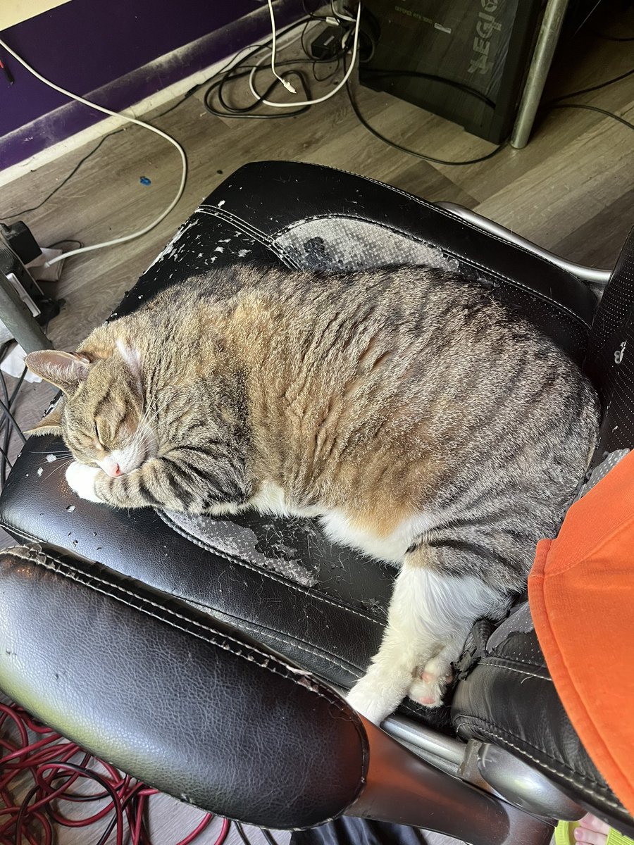 Happy Gotcha Day to our perfect bag of beans, Winslow. Today marks 11 years since you gave <a href="/OphidianCobra/">Industrial Lore & Mischief</a> and I ringworm, leading to me asking him to marry me. He said yes! It was our engagement ringworm. 🖤