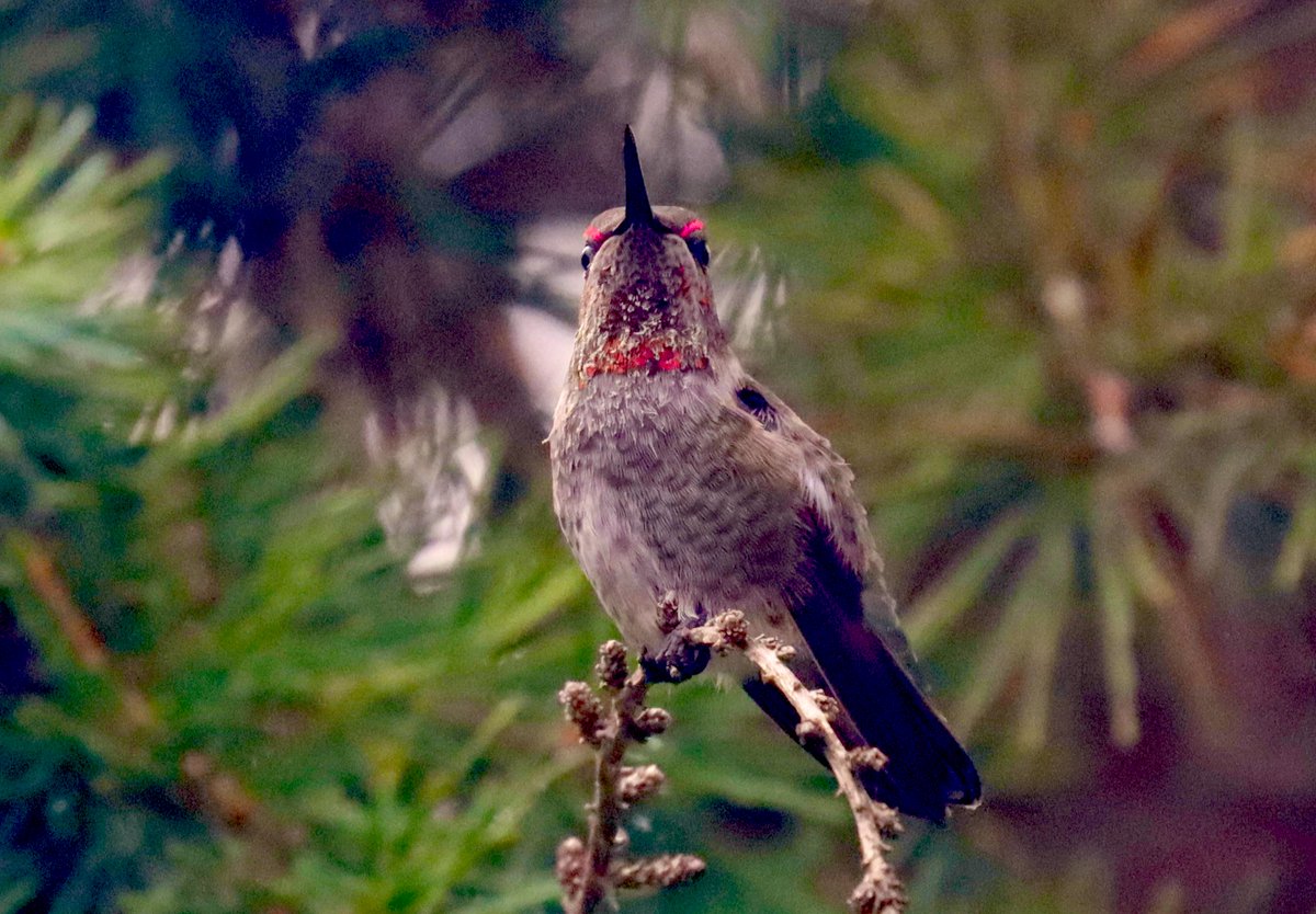 #dailyhummingbird with lots of pollen on his chest.  It looks like he has lipstick on his eyebrows. 🤣🤣 
Don’t look down on me like that bird …. #birdlover #backyardbirding #birdtwitter