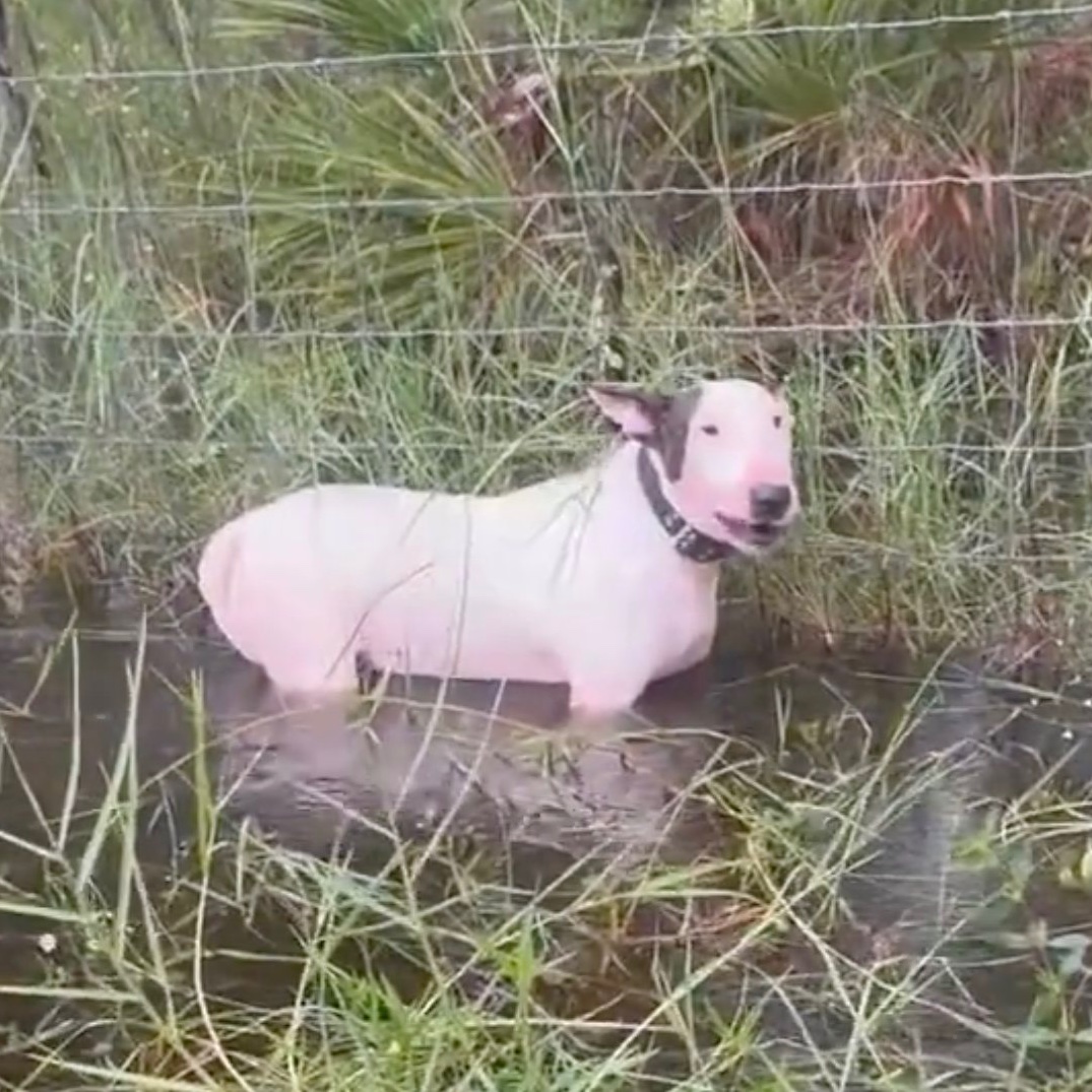 UHN Plus tweet media